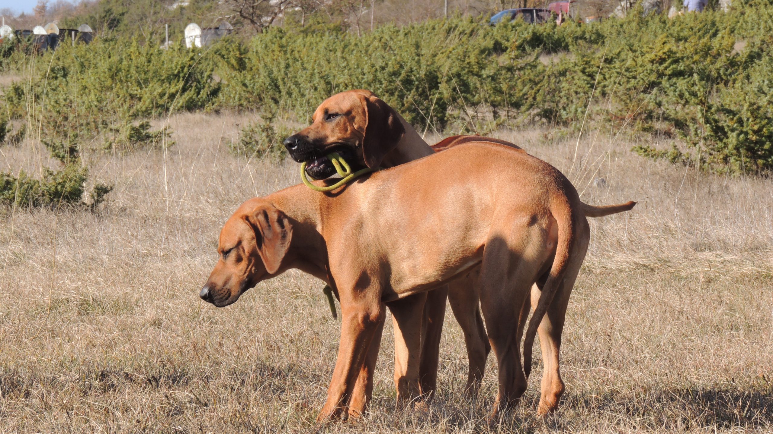 Ridgeback Rodezijski gonič lavova