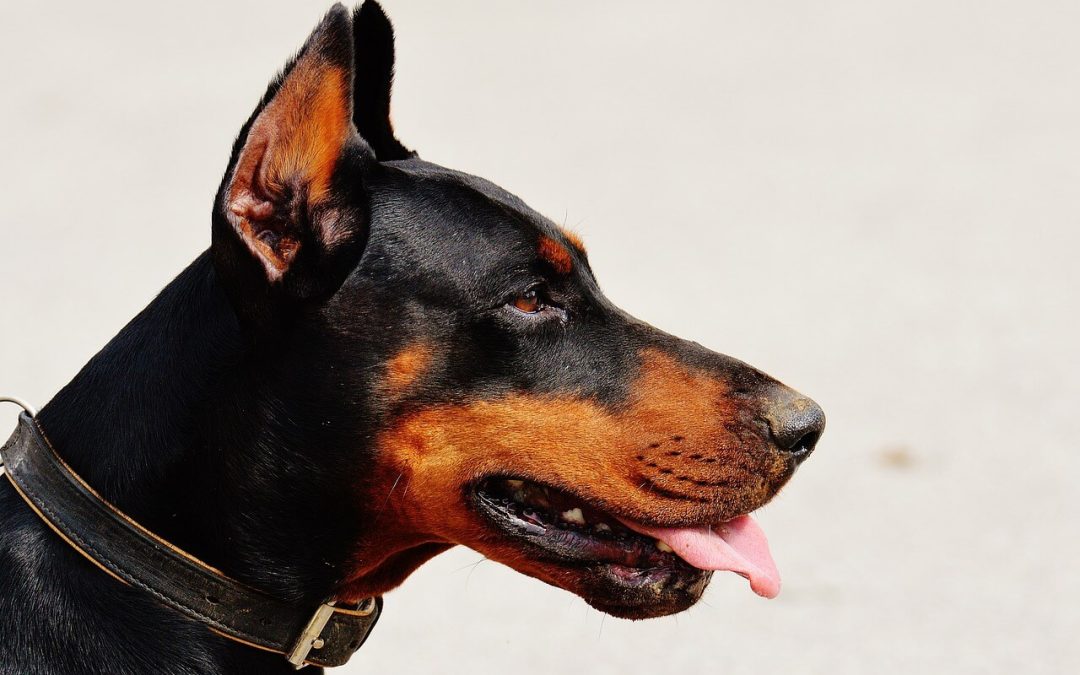 Doberman: Inteligentan, budan i elegantni atleta