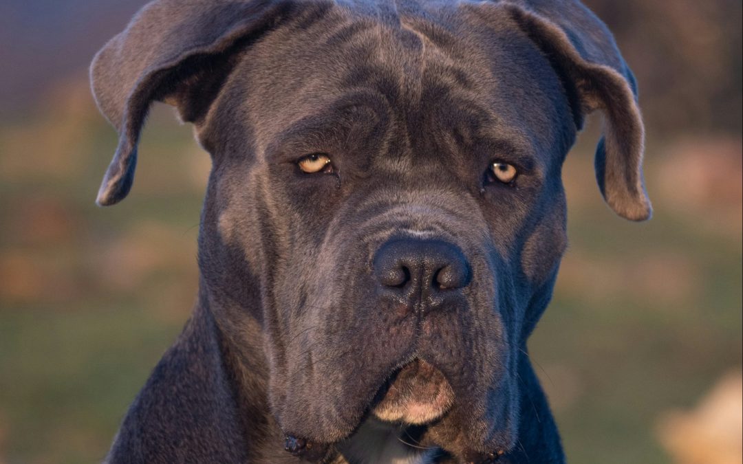 Cane Corso: Čuvar koji ne skida pogled sa svoga vlasnika