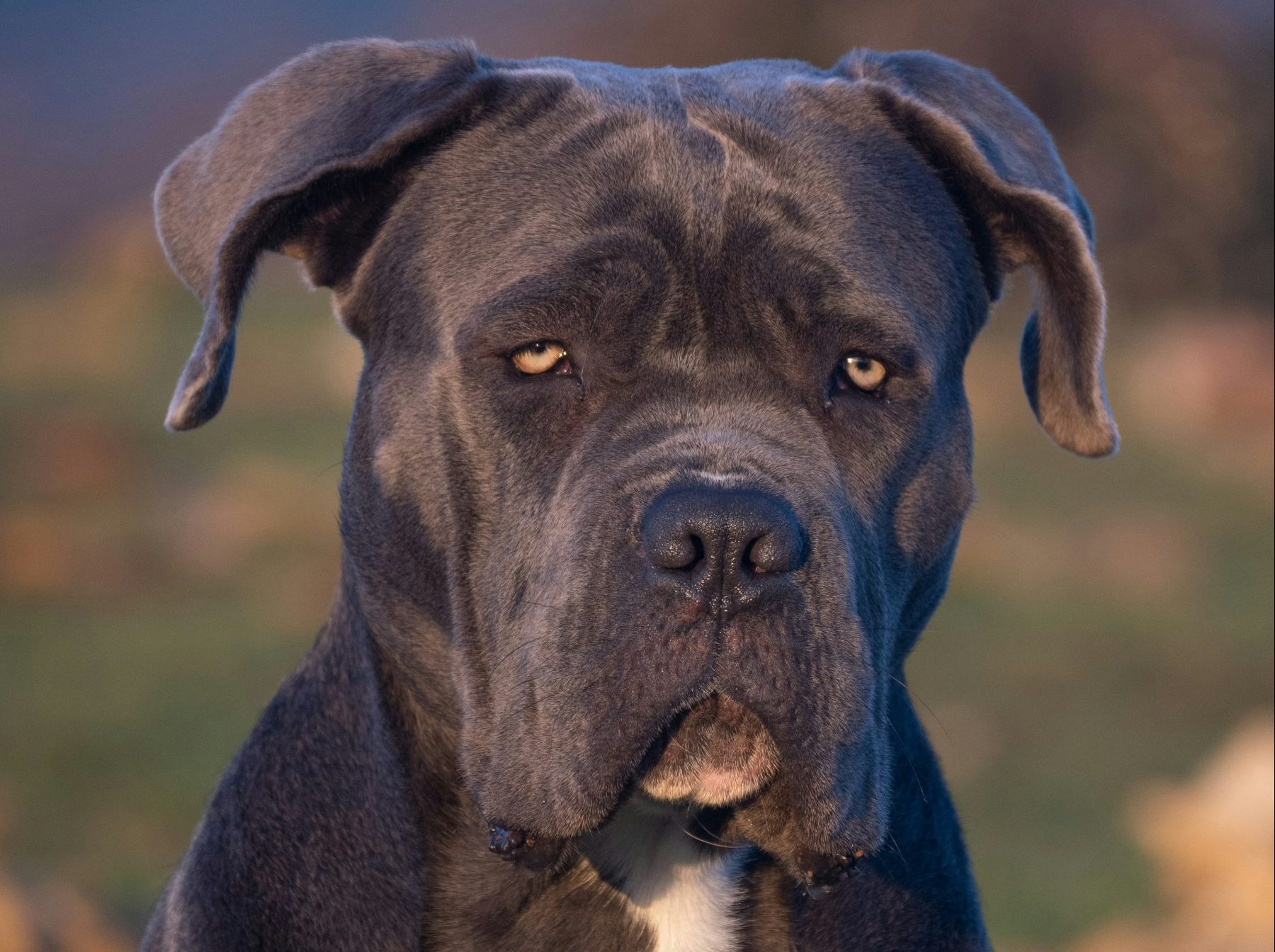 Cane corso karakteristike pasmine image by @so_hollies